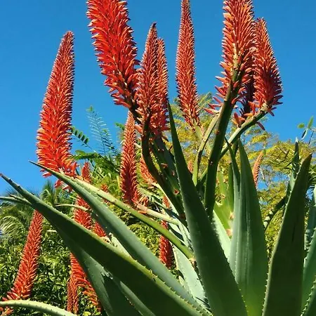 Casas Serenas Feriehus