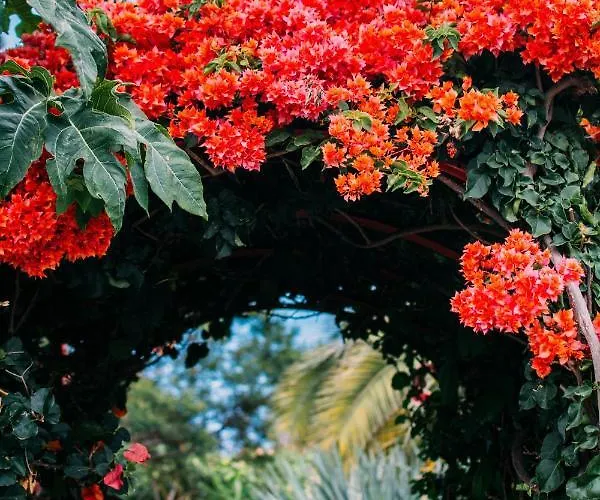 Ferienhaus Casas Serenas Estreito Da Calheta